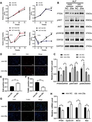 Bone marrow mesenchymal stem cell-derived small extracellular vesicles promote liver regeneration via miR-20a-5p/PTEN